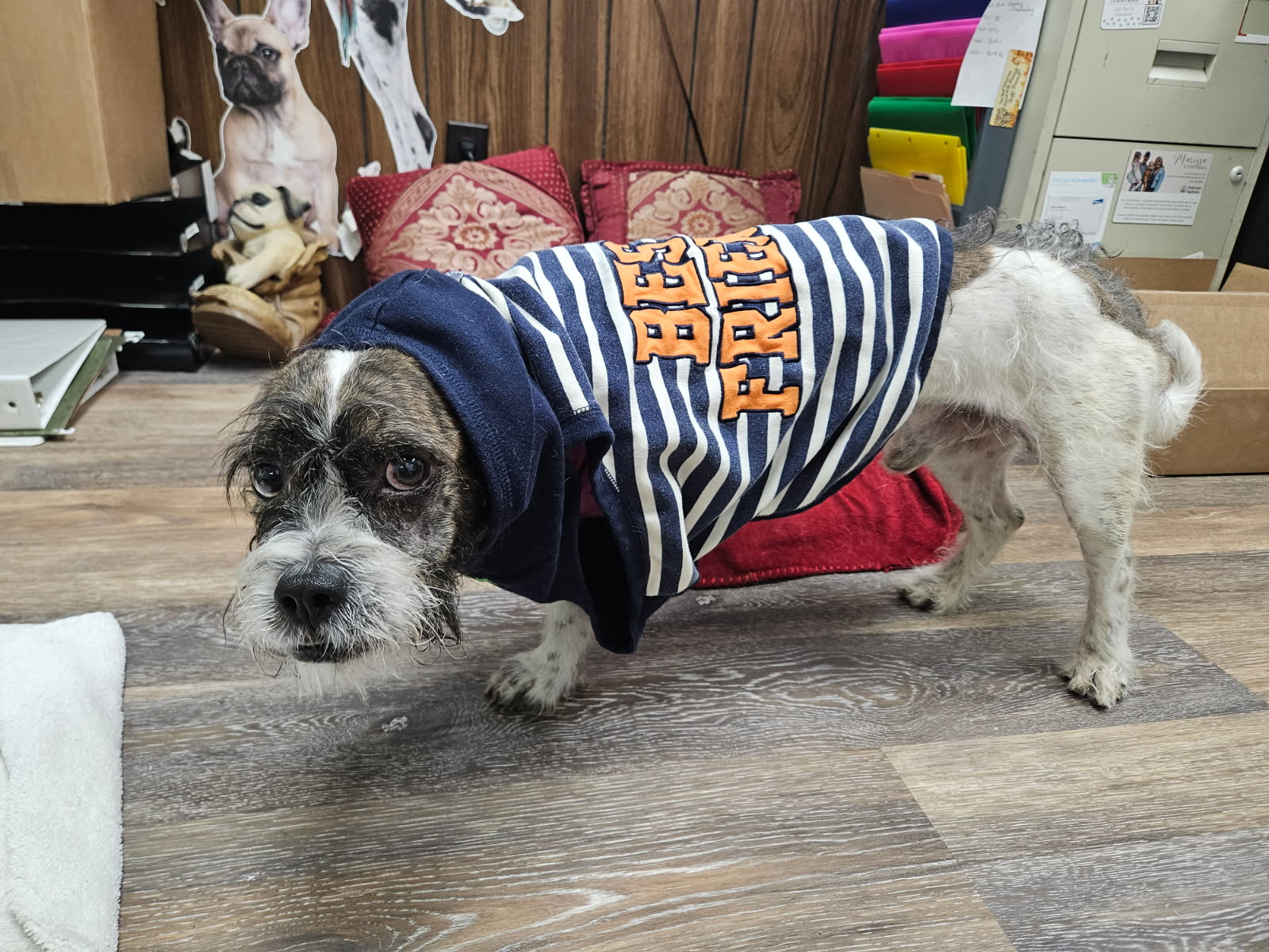 CAIRN TERRIER, WIRE FOX TERRIER, BRUSSELS GRIFFON